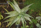 Aloe maculata RCP6-2016 (99).JPG